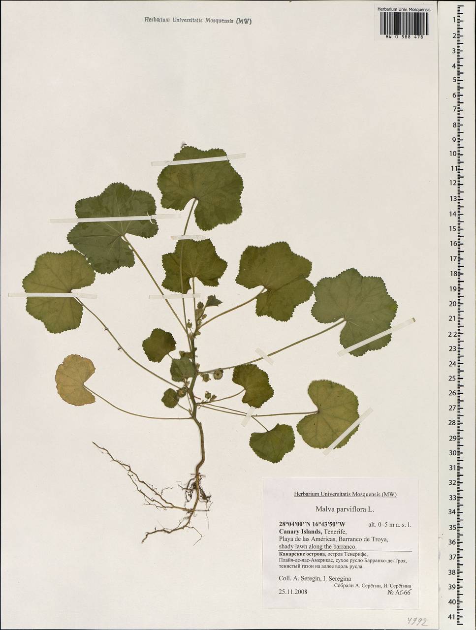Malva parviflora L., Africa (AFR) (Spain)