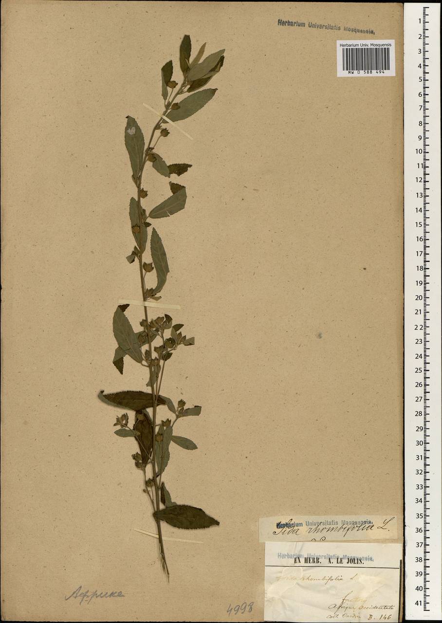 Sida rhombifolia, Africa (AFR) (Guinea)