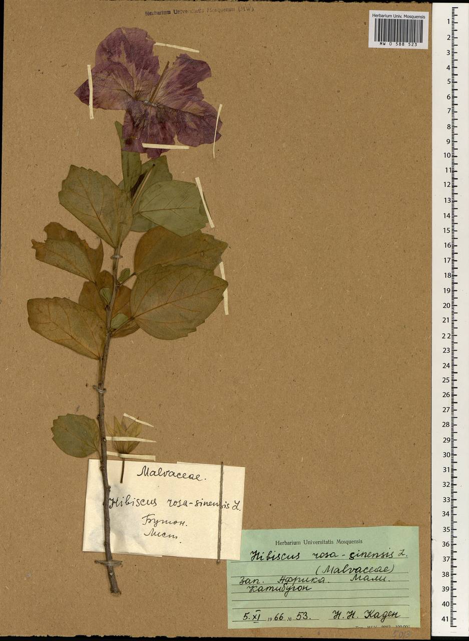 Hibiscus rosa-sinensis L., Africa (AFR) (Mali)