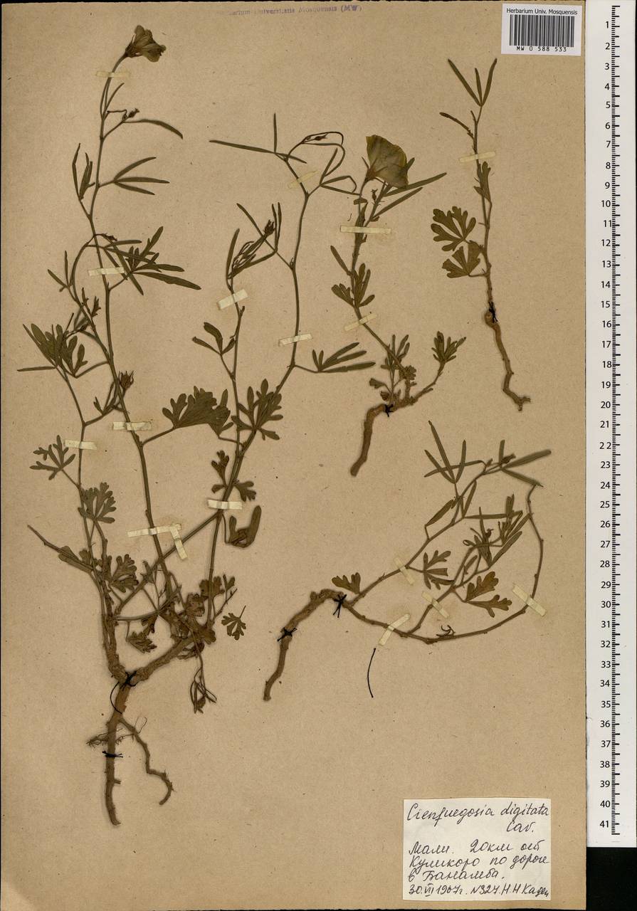 Cienfuegosia digitata Cav., Africa (AFR) (Mali)