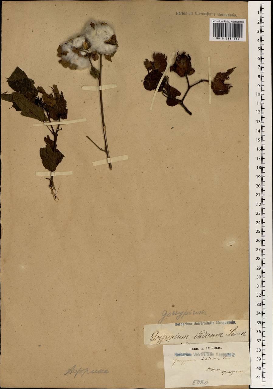 Gossypium arboreum var. obtusifolium (Roxb.) Roberty, Africa (AFR) (Madagascar)