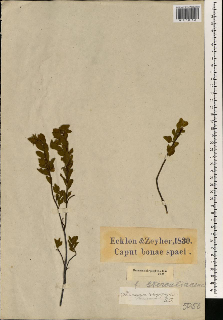Hermannia involucrata Cav., Africa (AFR) (South Africa)