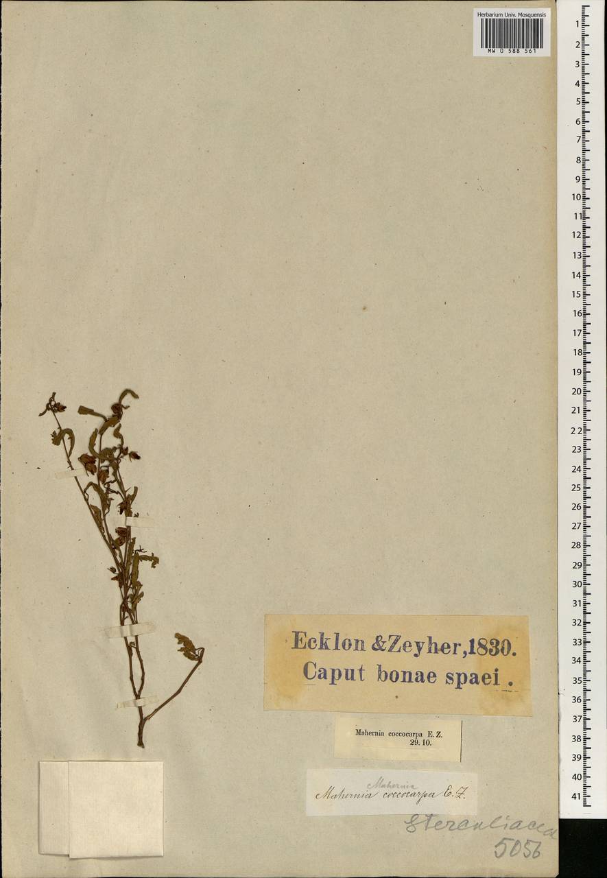 Hermannia coccocarpa (Eckl. & Zeyh.) Kuntze, Africa (AFR) (South Africa)