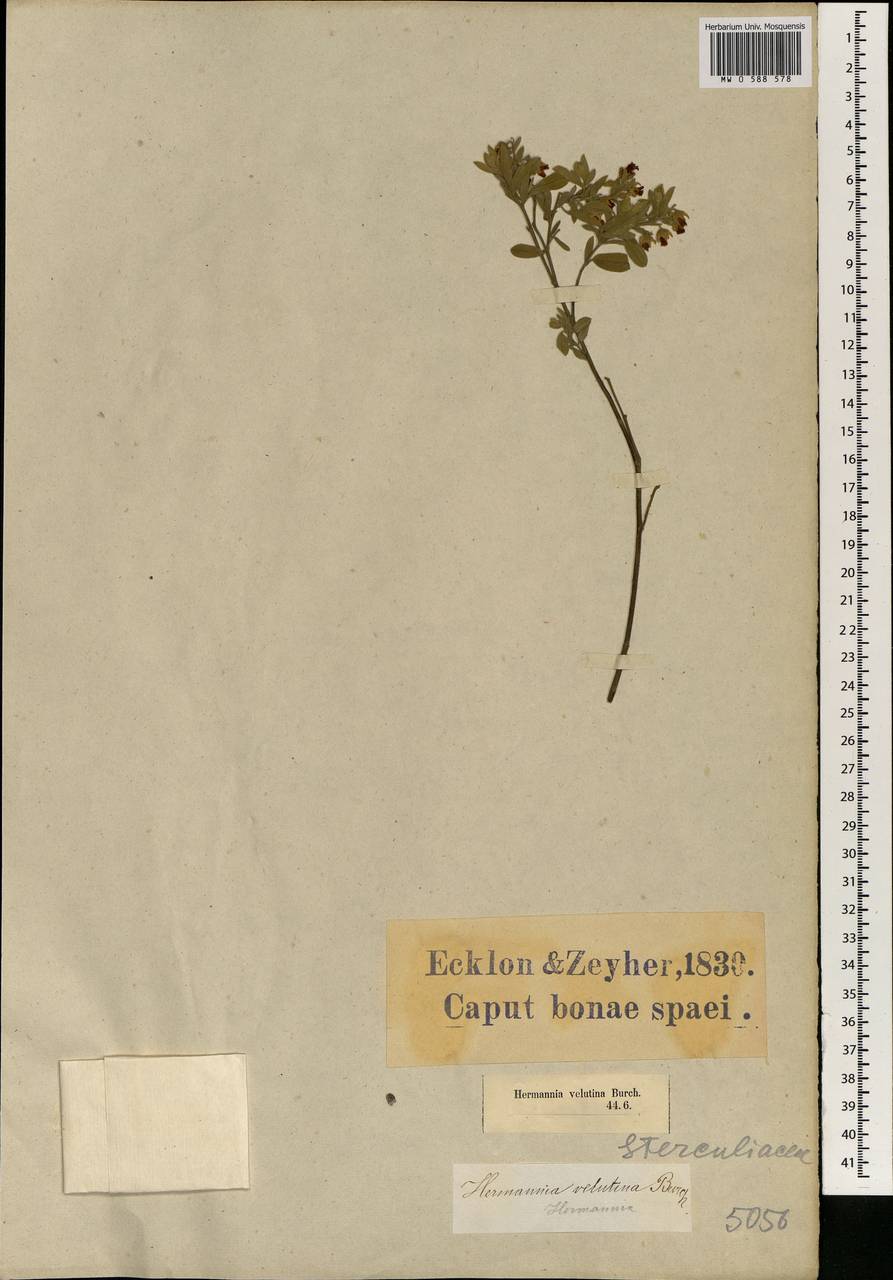 Hermannia velutina DC., Africa (AFR) (South Africa)