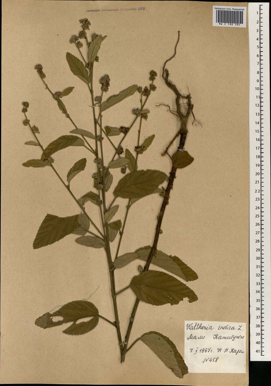 Waltheria indica L., Africa (AFR) (Mali)