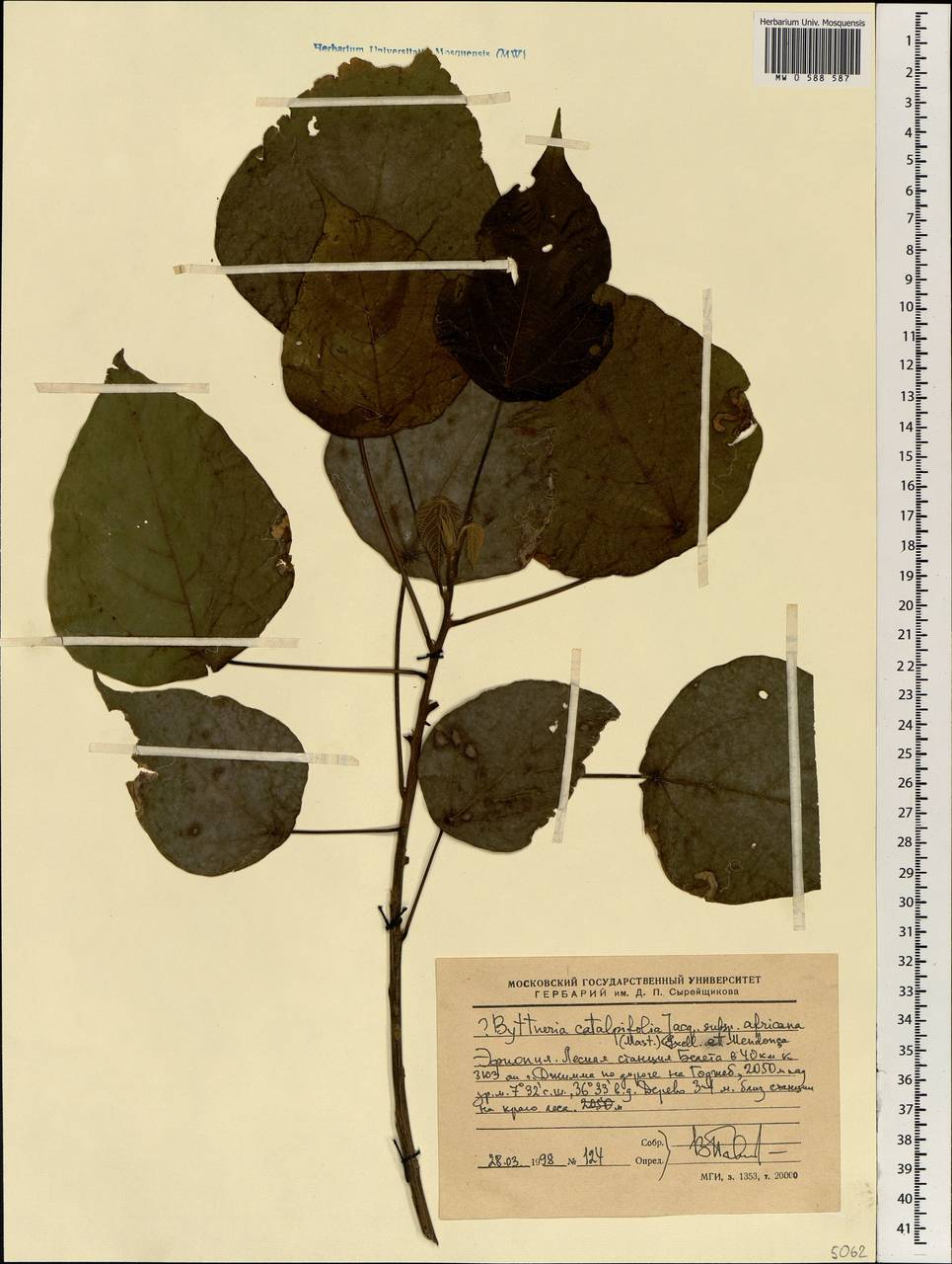 Byttneria catalpifolia subsp. africana (Mast.) Exell & Mend., Africa (AFR) (Ethiopia)