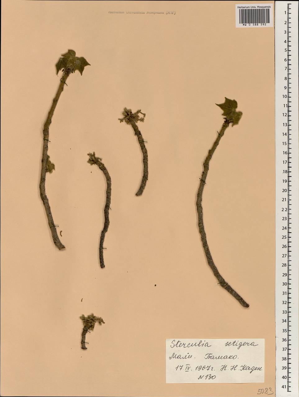 Sterculia setigera Delile, Africa (AFR) (Mali)