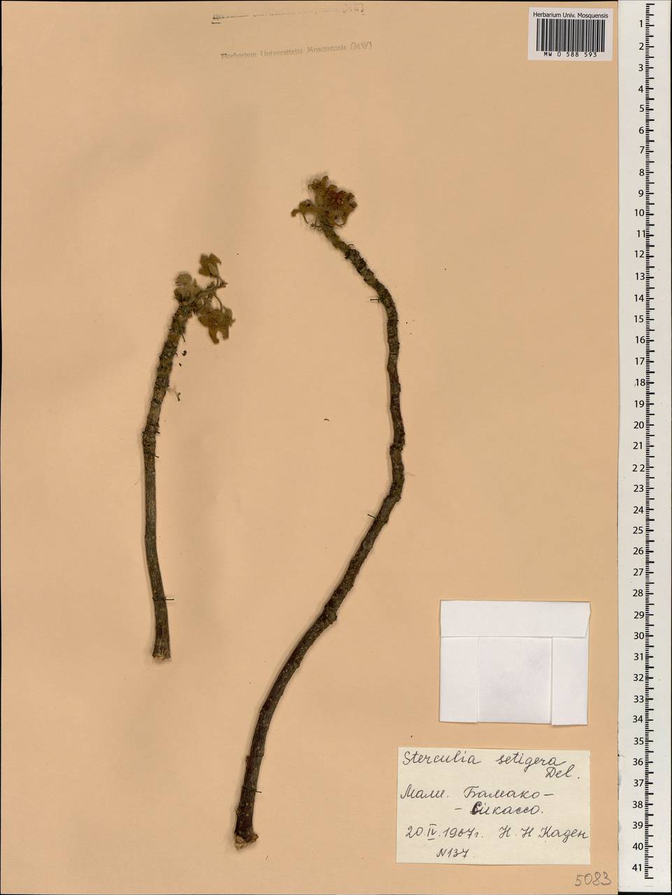 Sterculia setigera Delile, Africa (AFR) (Mali)