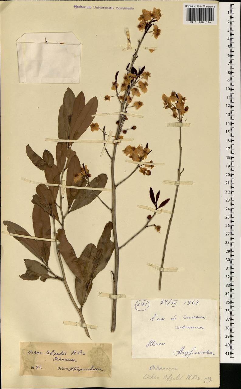 Ochna afzelii R. Br. ex Oliv., Africa (AFR) (Mali)