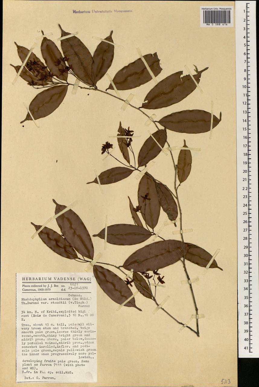 Rhabdophyllum arnoldianum (De Wild. & Th. Dur.) van Tiegh., Africa (AFR) (Cameroon)
