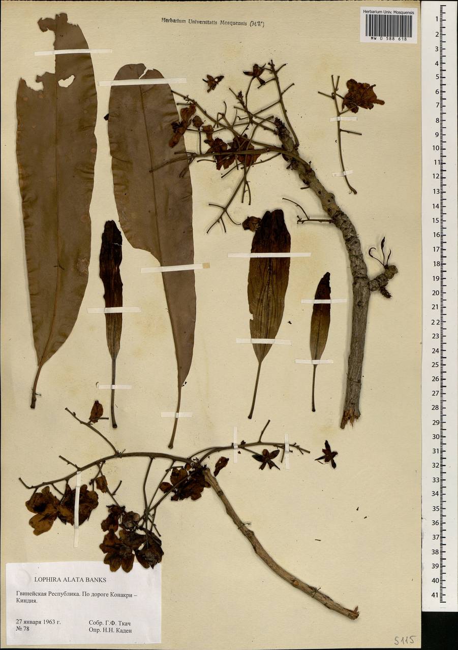 Lophira alata Banks ex Gaertn. fil., Africa (AFR) (Guinea)