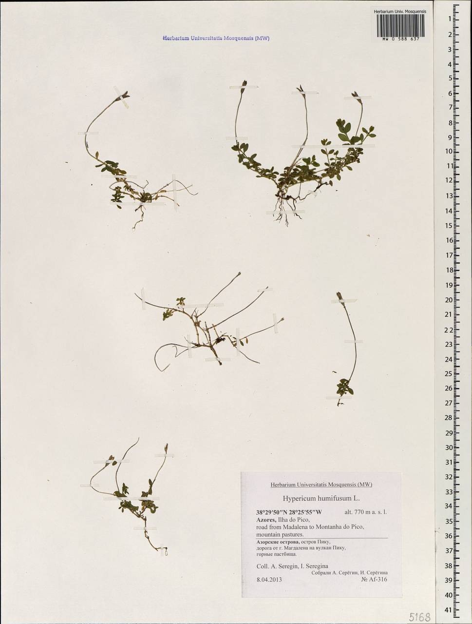 Hypericum humifusum, Africa (AFR) (Portugal)