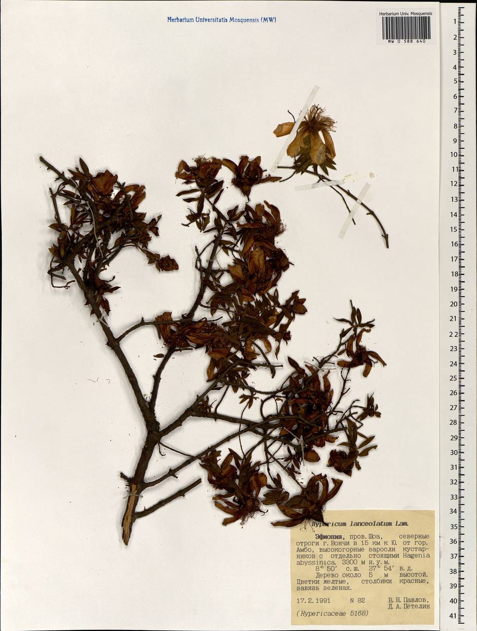 Hypericum lanceolatum, Africa (AFR) (Ethiopia)