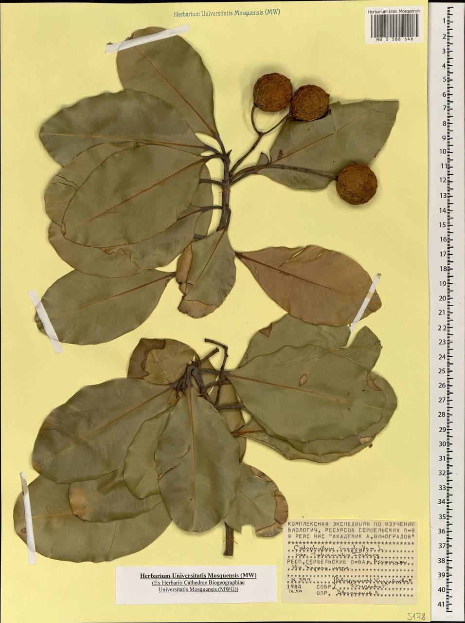 Calophyllum inophyllum L., Africa (AFR) (Seychelles)
