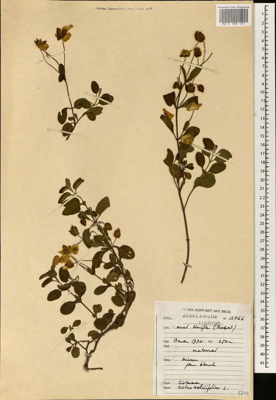 Cistus salviifolius L., Africa (AFR) (Morocco)