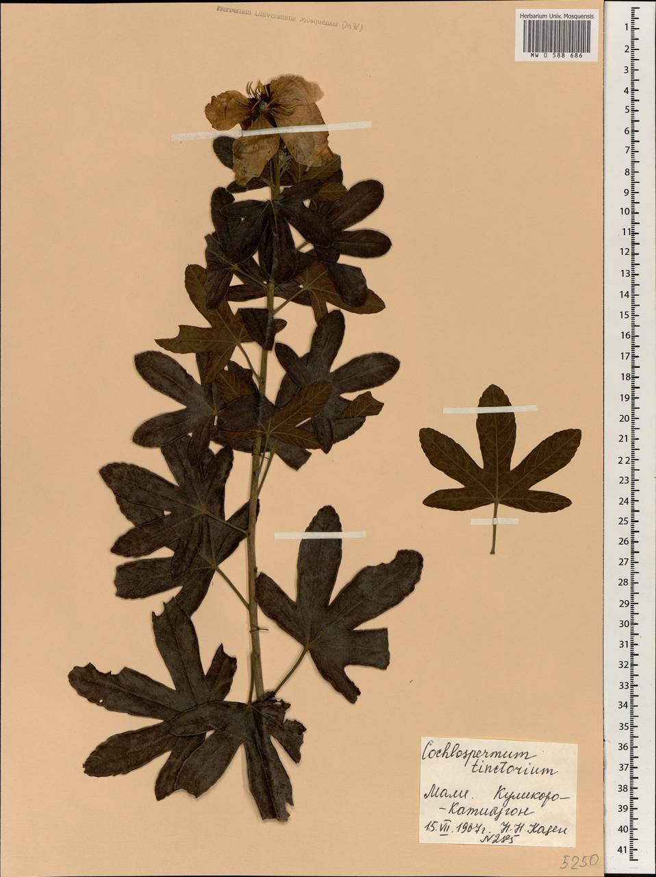 Cochlospermum tinctorium Perr. ex A. Rich., Africa (AFR) (Mali)