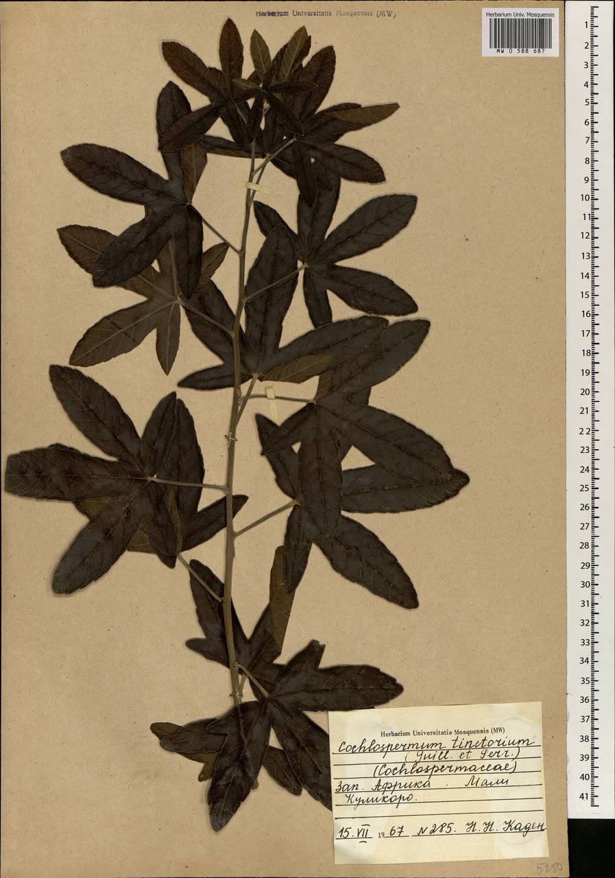 Cochlospermum tinctorium Perr. ex A. Rich., Africa (AFR) (Mali)
