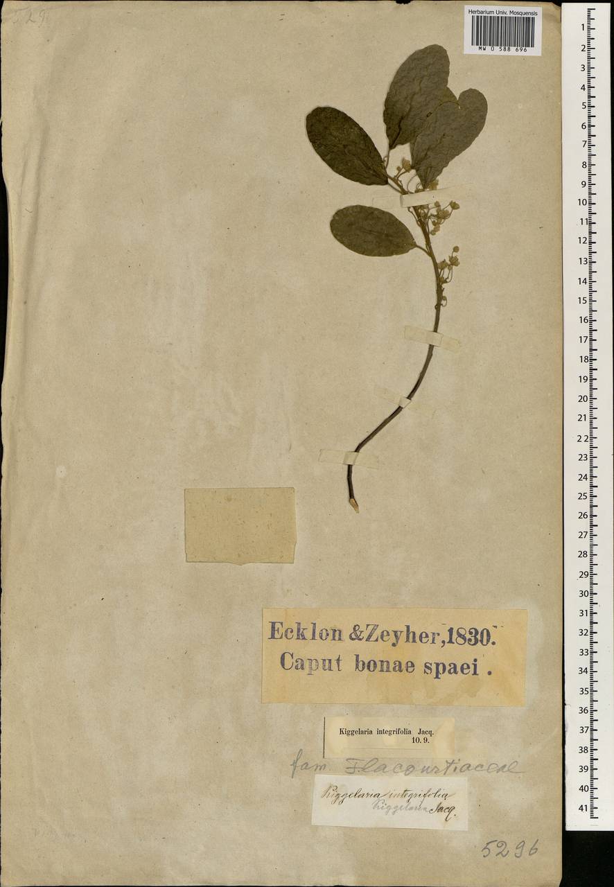 Kiggelaria africana L., Africa (AFR) (South Africa)