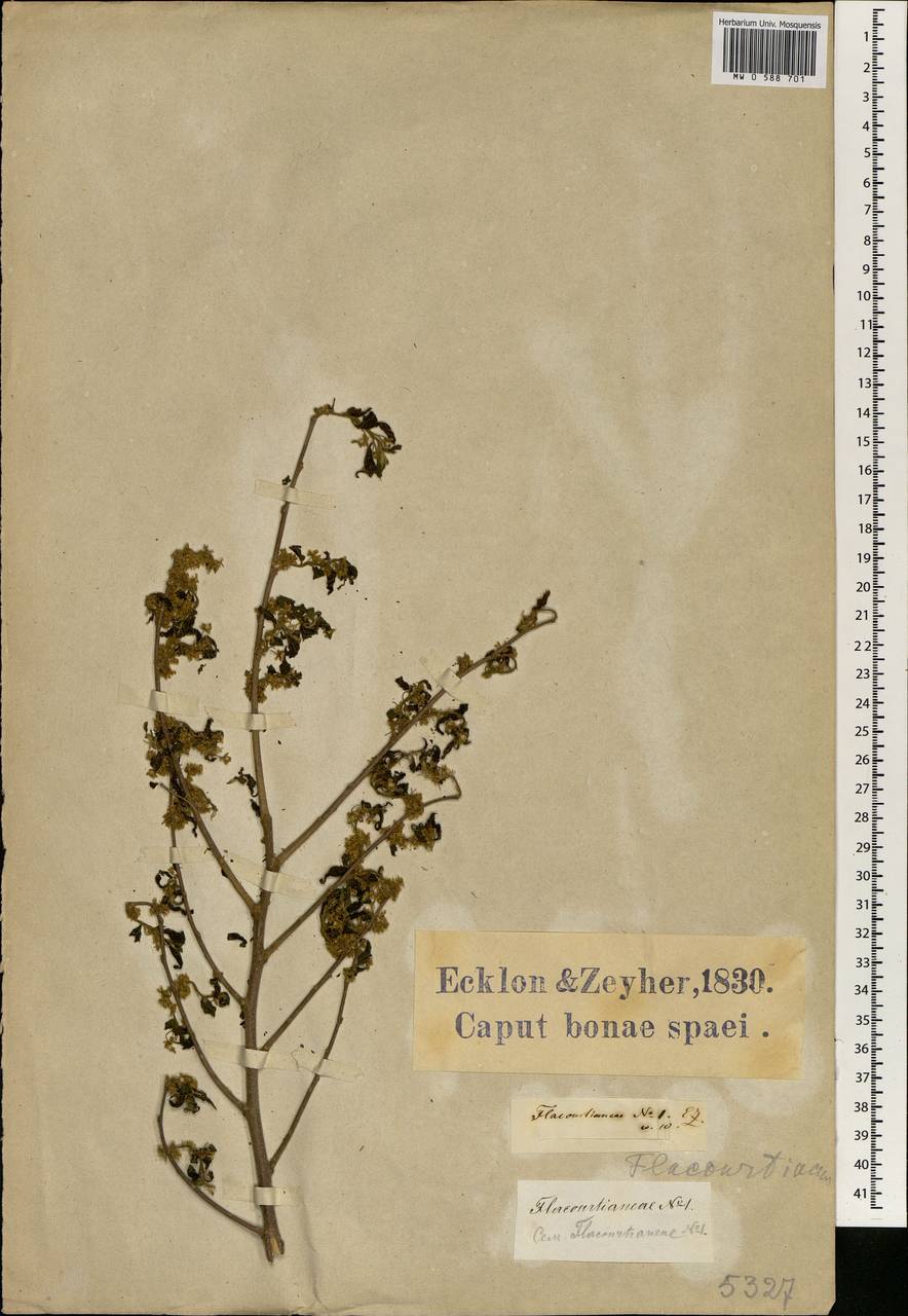 Salicaceae, Africa (AFR) (South Africa)