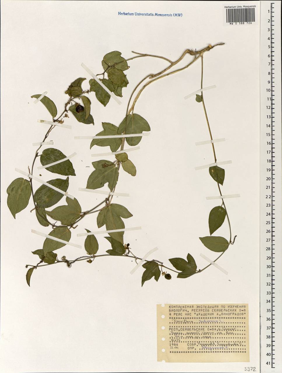 Passiflora suberosa L., Africa (AFR) (Seychelles)