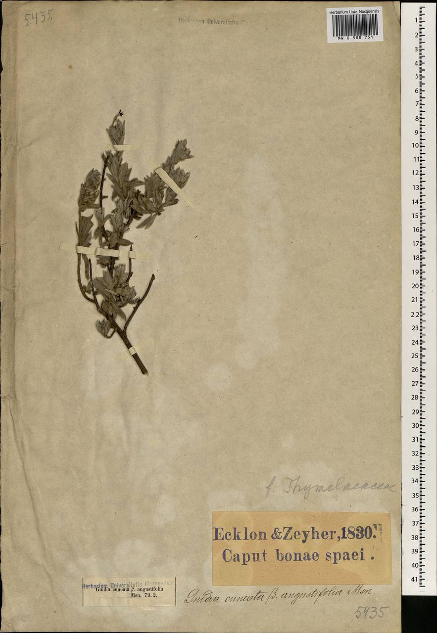 Gnidia cuneata Meissn., Africa (AFR) (South Africa)