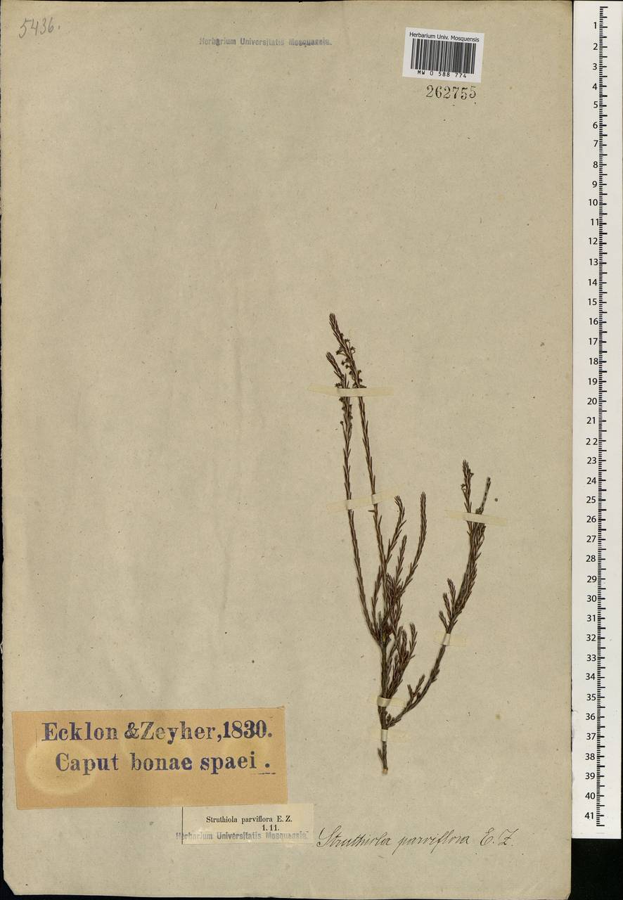 Struthiola parviflora Bartl. ex Meissn., Africa (AFR) (South Africa)