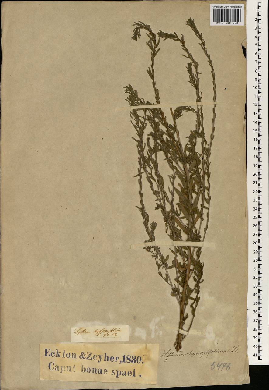 Lythrum hyssopifolia L., Africa (AFR) (South Africa)