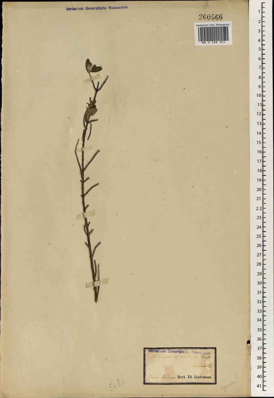 Pemphis acidula J. R. Forst. & G. Forst., Australia & Oceania (AUSTR) (Marshall Islands)