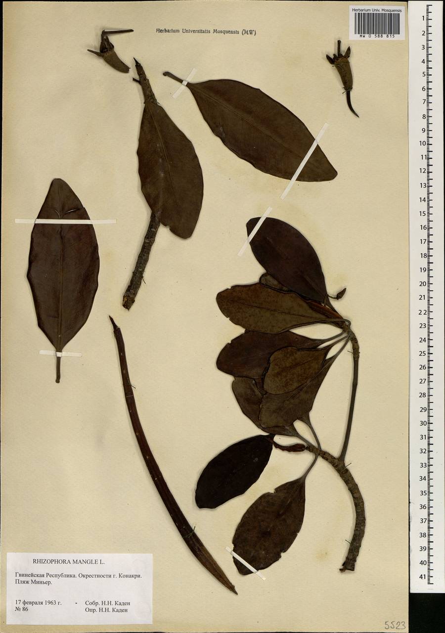 Rhizophora mangle L., Africa (AFR) (Guinea)