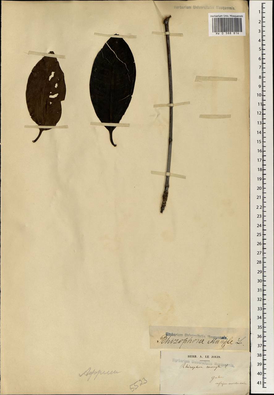 Rhizophora mangle L., Africa (AFR) (Gabon)