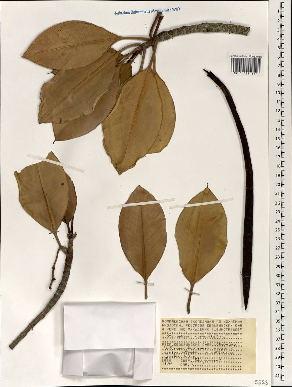 Rhizophora mucronata Lam., Africa (AFR) (Seychelles)