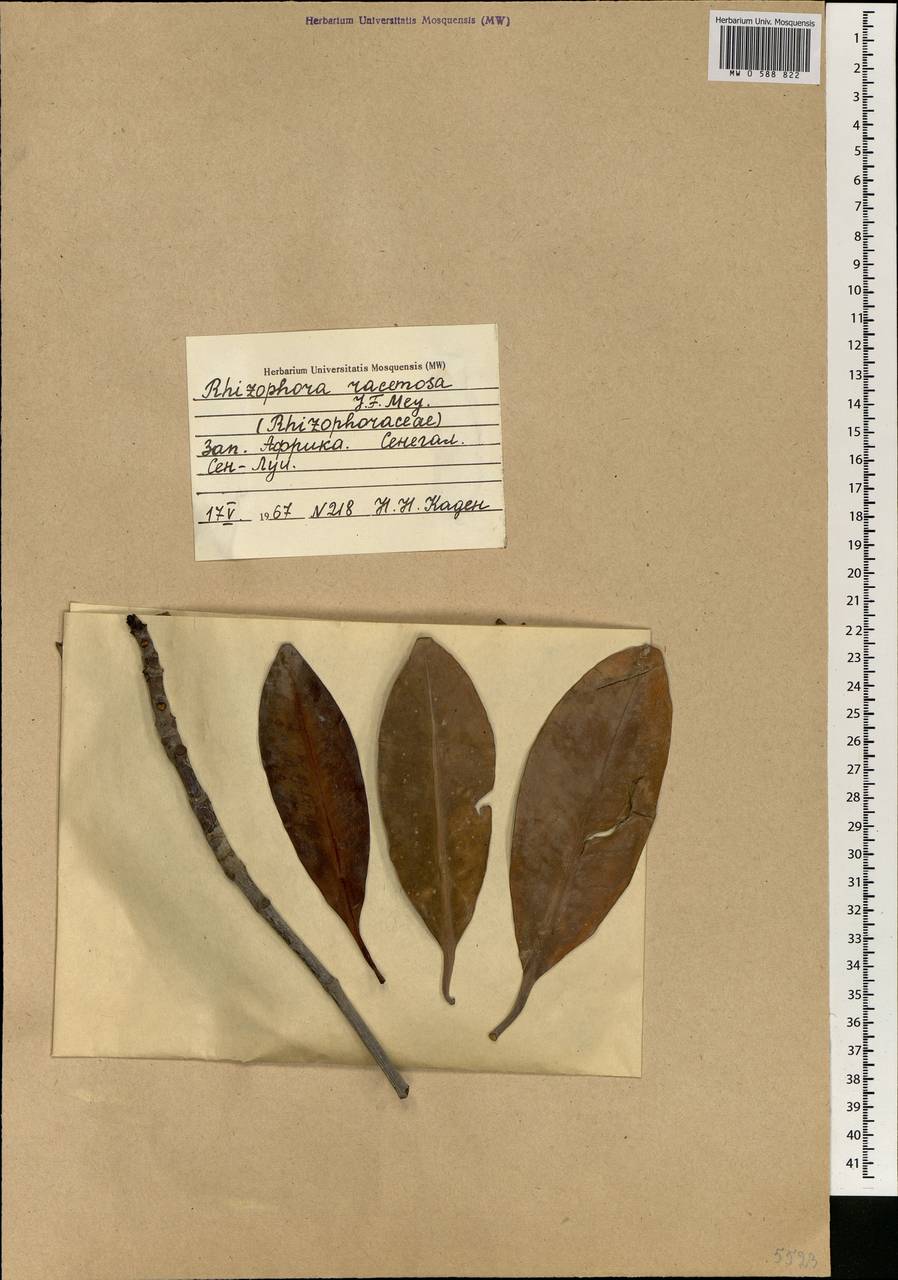 Rhizophora racemosa G.F.W. Meyer, Africa (AFR) (Senegal)