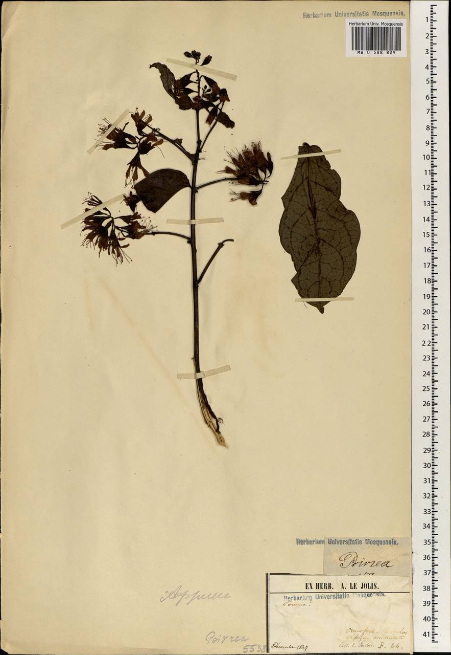 Combretum, Africa (AFR) (Guinea)