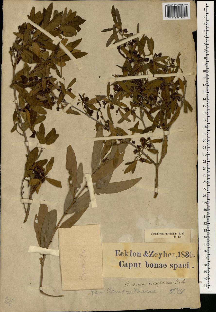Combretum caffrum (Eckl. & Zeyh.) Kuntze, Africa (AFR) (South Africa)