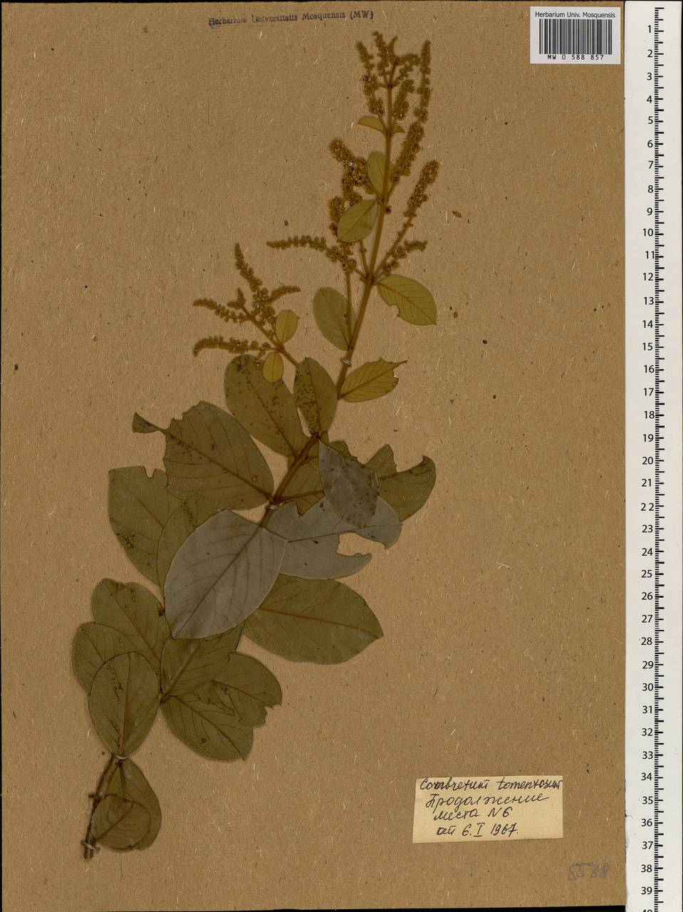 Combretum tomentosum G. Don, Africa (AFR) (Mali)