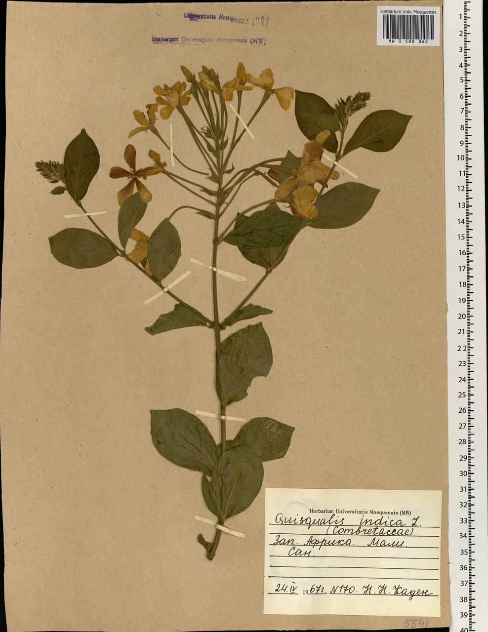 Combretum indicum (L.) C. C. H. Jongkind, Africa (AFR) (Mali)