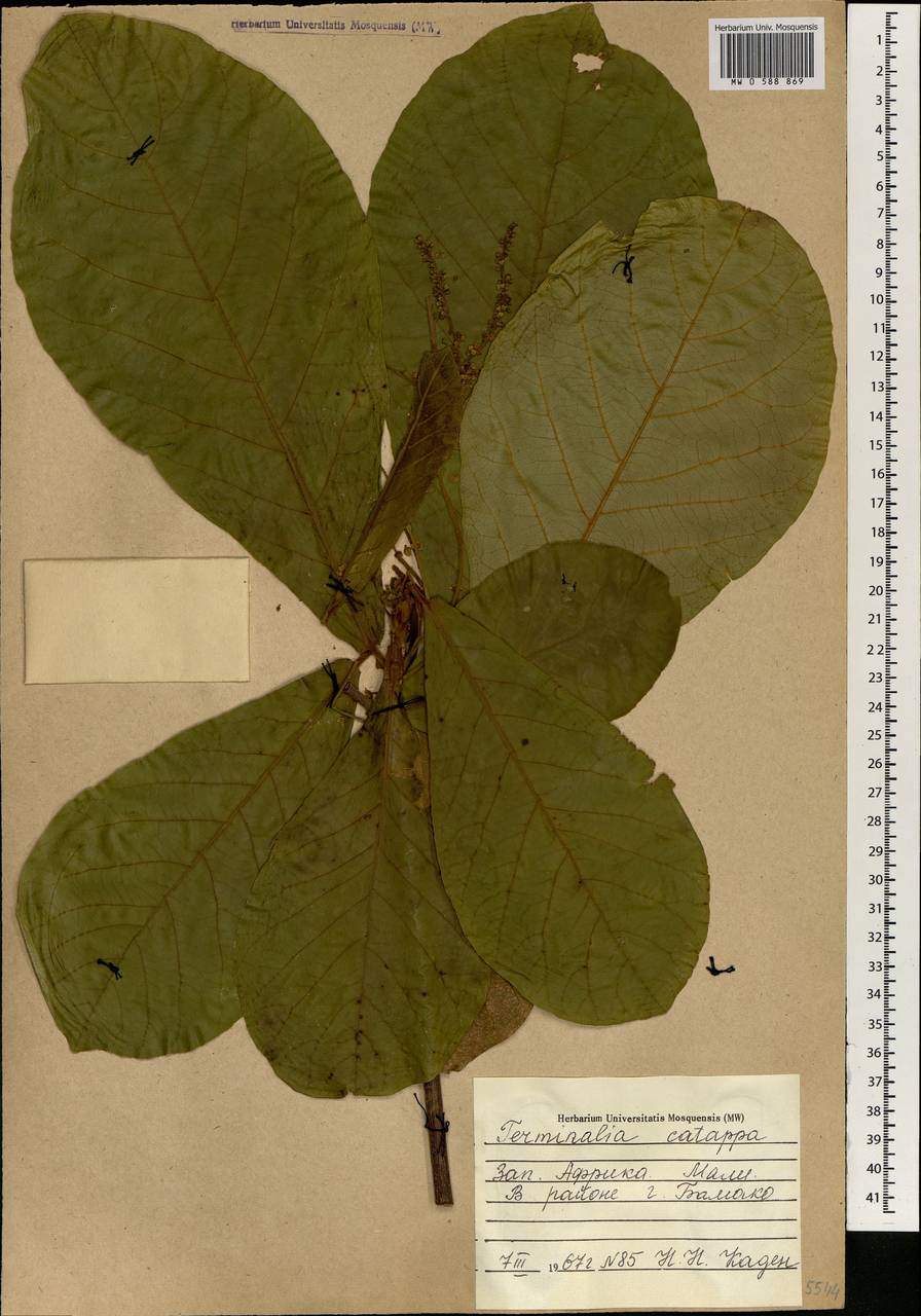 Terminalia catappa L., Africa (AFR) (Mali)