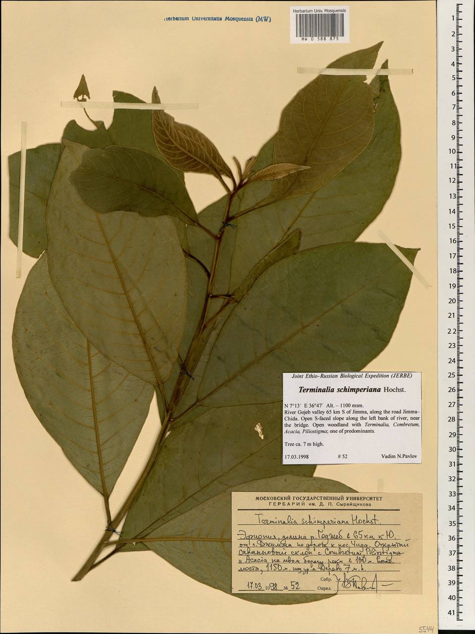 Terminalia schimperiana Hochst. ex Engl. & Diels, Africa (AFR) (Ethiopia)