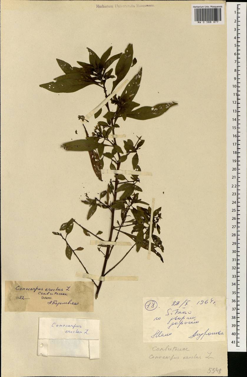 Conocarpus erectus L., Africa (AFR) (Mali)