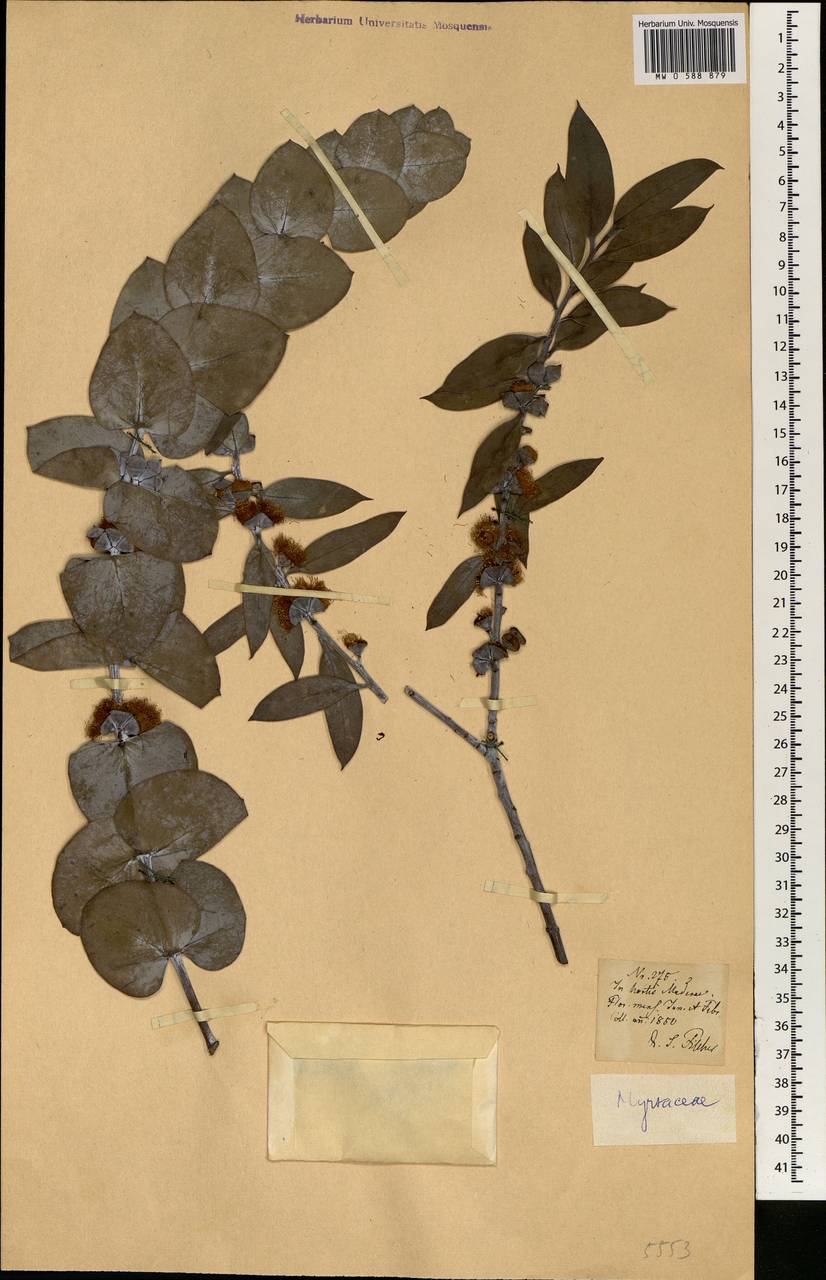 Myrtaceae, Africa (AFR) (Portugal)