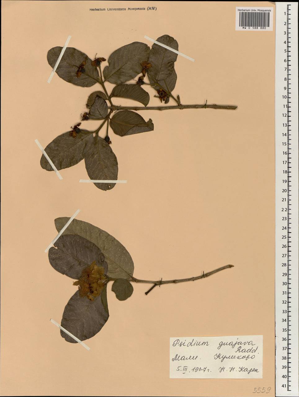 Psidium guajava L., Africa (AFR) (Mali)