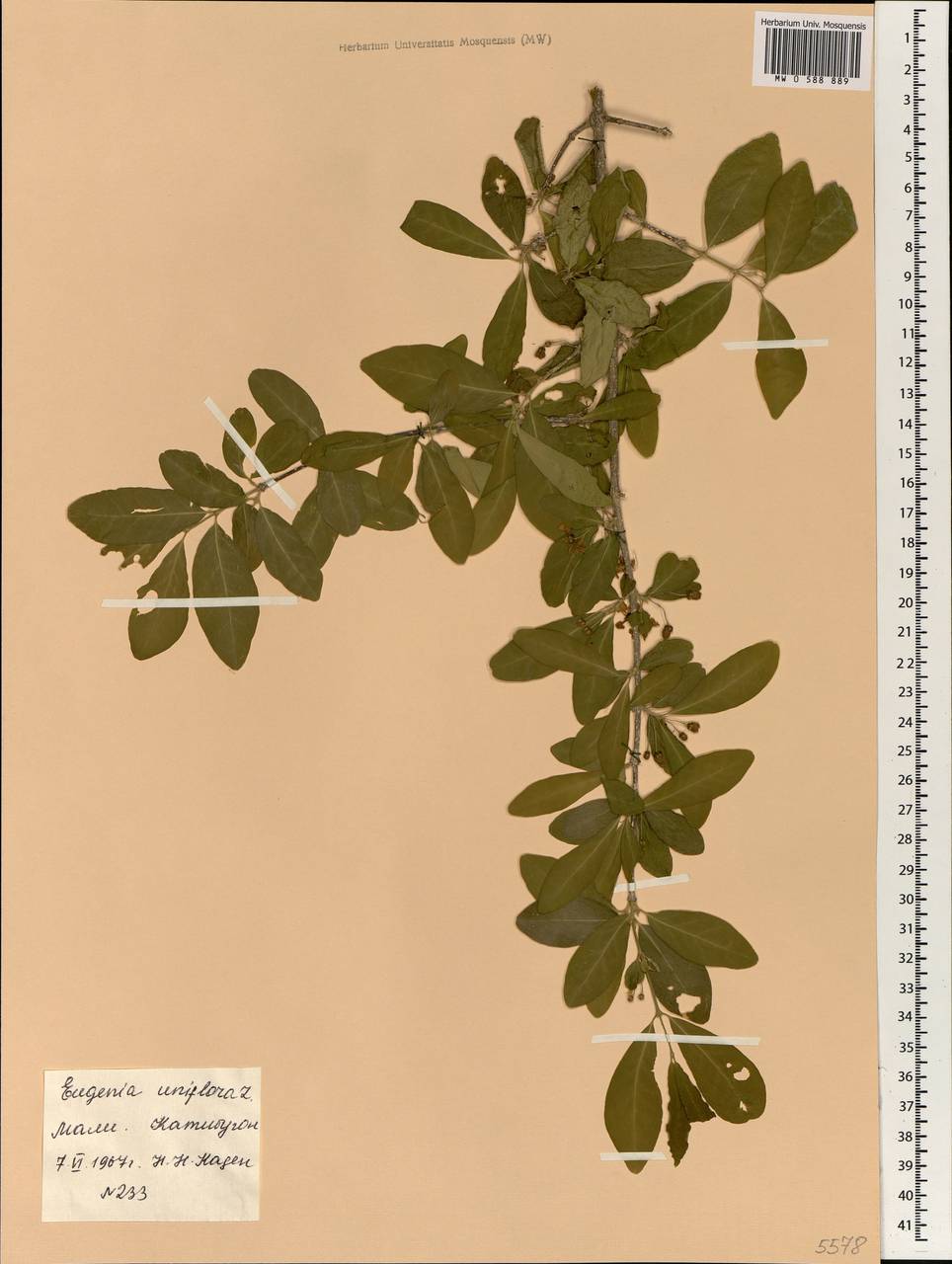 Eugenia uniflora L., Africa (AFR) (Mali)