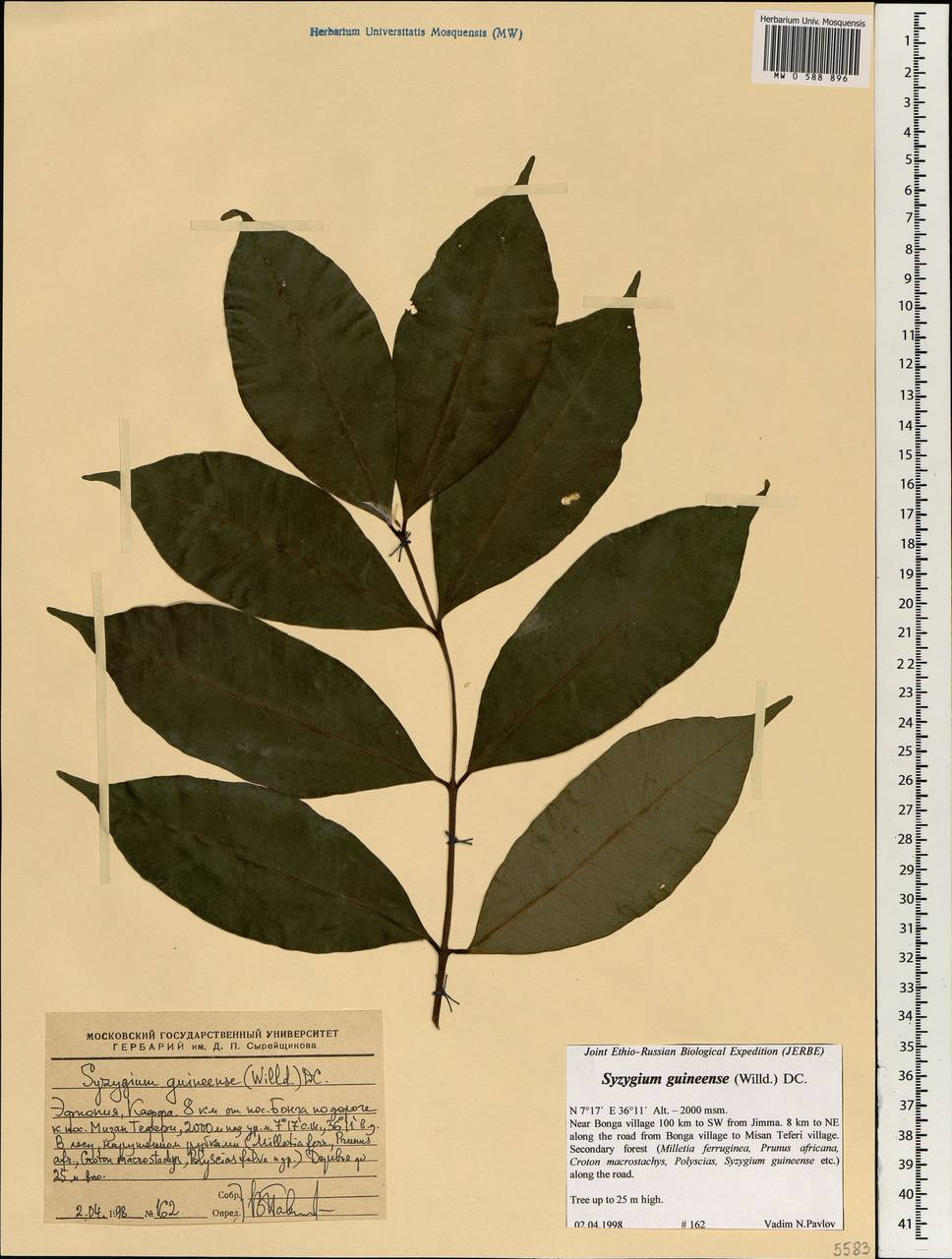 Syzygium guineense (Willd.) DC., Africa (AFR) (Ethiopia)