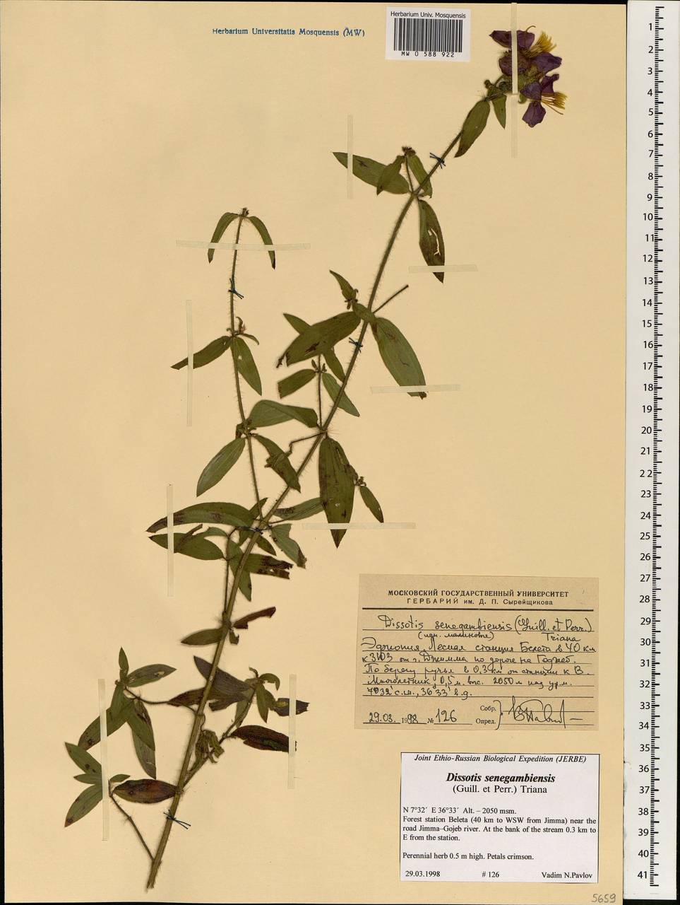 Antherotoma senegambiensis (Guill. & Perr.) H. Jacques-Félix, Africa (AFR) (Ethiopia)