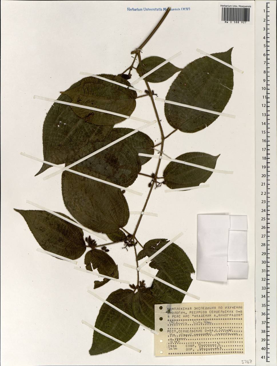 Clidemia hirta (L.) D. Don, Africa (AFR) (Seychelles)