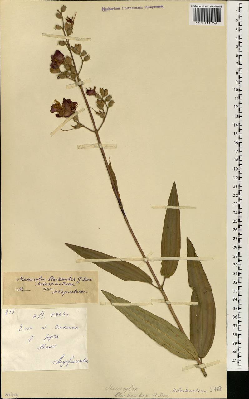 Spathandra blackioides (G. Don) H.Jacques-Felix, Africa (AFR) (Mali)