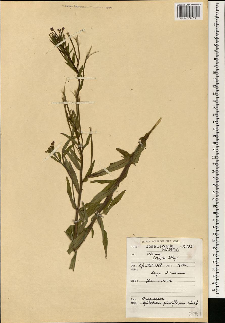 Epilobium parviflorum Schreb., Africa (AFR) (Morocco)