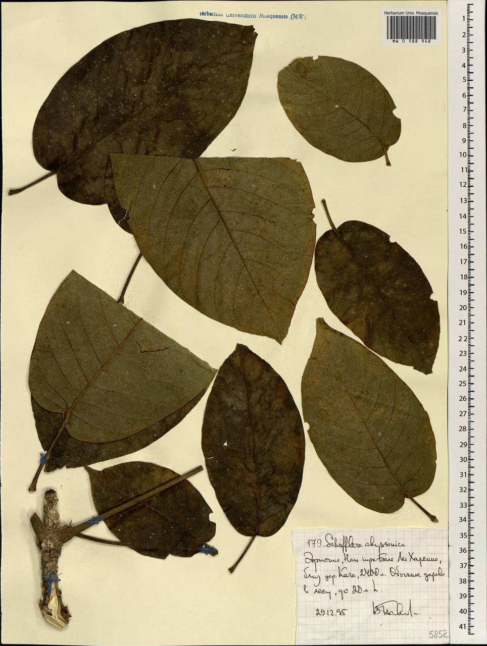 Astropanax abyssinicum (Hochst. ex A. Rich.) Seem., Africa (AFR) (Ethiopia)