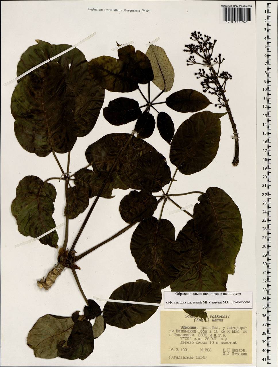 Astropanax volkensii (Harms) Lowry, G. M. Plunkett, Gostel & Frodin, Africa (AFR) (Ethiopia)
