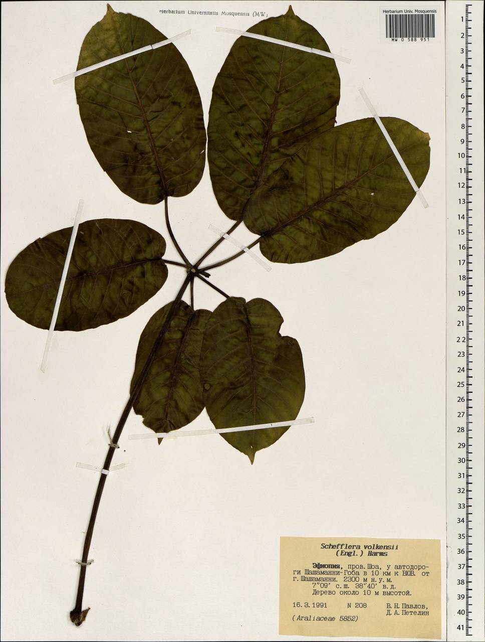 Astropanax volkensii (Harms) Lowry, G. M. Plunkett, Gostel & Frodin, Africa (AFR) (Ethiopia)